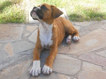 Muy travieso y hermoso!!